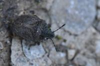 Podops inunctus