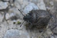 Podops inunctus