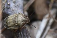Neottiglossa leporina