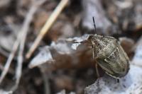 Neottiglossa leporina
