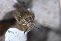 Neottiglossa leporina
