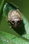 Eysarcoris ventralis