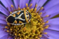Eurydema ornata