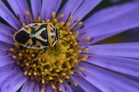 Eurydema ornata