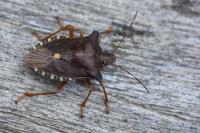 Pentatoma rufipes