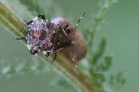 Picromerus bidens