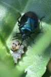 Zicrona caerulea