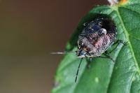 Holcogaster fibulata