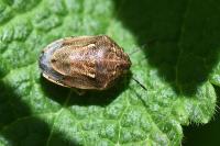 Neottiglossa leporina