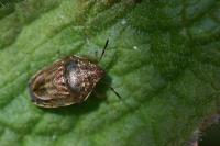 Neottiglossa leporina
