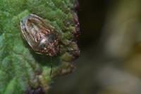 Neottiglossa leporina