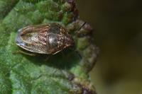 Neottiglossa leporina