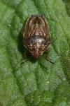 Neottiglossa leporina