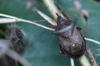 Picromerus bidens