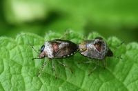Stagonomus venustissimus
