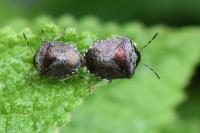 Stagonomus venustissimus