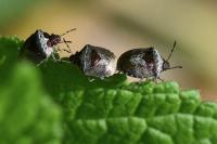 Stagonomus venustissimus