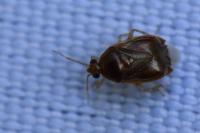Deraeocoris lutescens