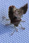 Elasmucha grisea