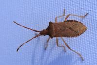 Gonocerus acuteangulatus
