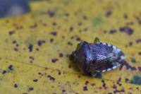 Elasmucha grisea