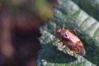 Lygus pratensis