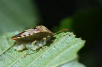 Elasmucha grisea