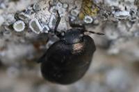 Thyreocoris scarabaeoides