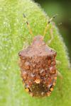 Peribalus strictus vernalis