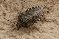 Rhaphigaster nebulosa