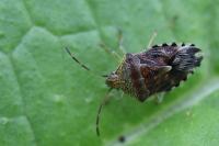 Elasmucha grisea
