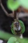 Pinalitus cervinus