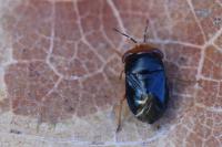 Geocoris erythrocephalus