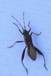 Camptopus lateralis