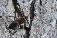Leptoglossus occidentalis
