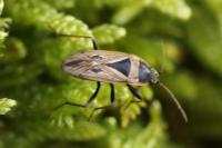 Xanthochilus quadratus
