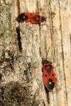 Melanocoryphus albomaculatus