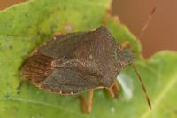 Palomena prasina