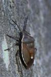 Chlorochroa pinicola