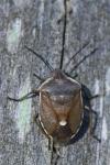 Chlorochroa pinicola