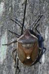 Chlorochroa pinicola