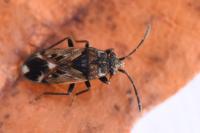 Peritrechus