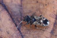 Peritrechus