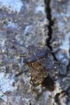 Troilus luridus
