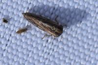Dryodurgades antoniae