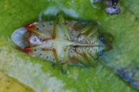 Elasmostethus interstinctus