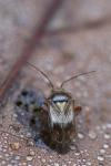 Lygus pratensis