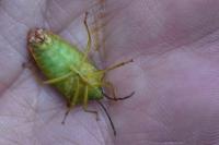Acanthosoma haemorrhoidale