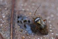 Lygus pratensis