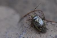 Lygus pratensis